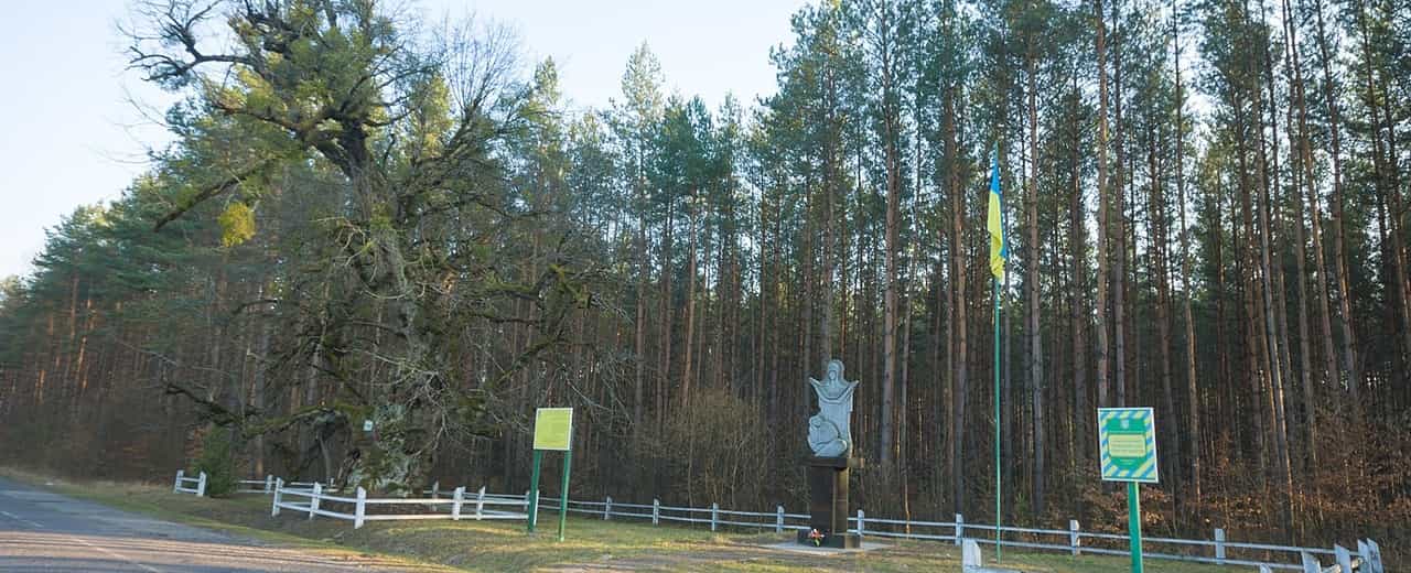 Липа Богдана Хмельницького - 800 літнє дерево біля Золочева у Львівській області.