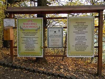 Інформаційна пам'ятка біля дуба Максима Залізняка.