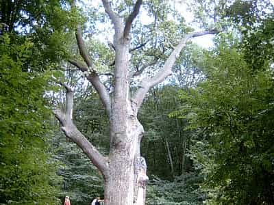 Багаторічне дерево, назване на честь Максима Залізняка - найбільше дерево в Україні, також входить до десятки найбільших дерев у Європі.