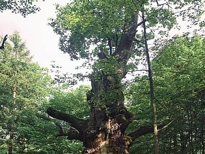 Юзефінський дуб - найстаріший дуб в Україні.