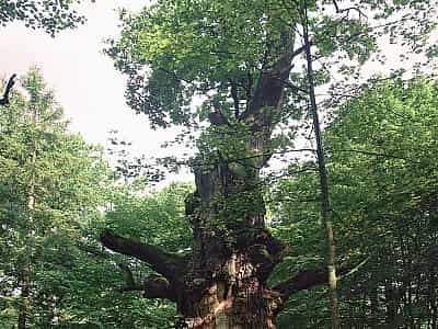 Дуб в урочищі Юзефін - найстаріший дуб в Україні, який ледве охоплюють п'ятеро людей. Це дерево з віковою історією - природна пам'ятка, що потребує догляду та захисту від зовнішніх впливів.