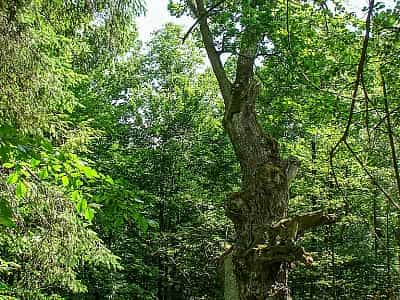 Дуб-патріарх - унікальне дерево, яким може похвалитися Україна. Одна з головних природних пам'яток Рівненської області.