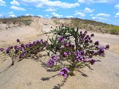  Часто Олешківські піски називають пустелею, але це не зовсім так. Температура тут не піднімається надто високо, до того ж, часто випадають опади. У деяких місцях масиву трапляються невеликі рослинні оазиси, але серед сонця і пісків однаково складно пере
