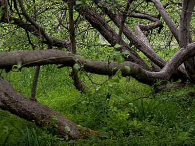 Вік унікальної яблуні колонії вже подолав позначку в 200 років. Особливість дерева полягає в тому, що його гілки опускаються до землі та вкорінюються самостійно. 