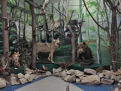 Зала присвячена тваринам карпат в долинському краєзнавчому музеї "Бойківщина" Тетяни та Омеляна Антоновичів