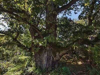 Дуб Чемпіон - це один з найвідоміших дубів в Україні, який росте в Закарпатті на заході країни. Це дерево відоме своїм вражаючим розміром та віком, а також історією, пов'язаною з його назвою.