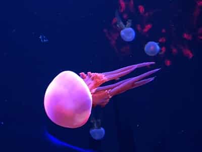 Музей медуз у Києві