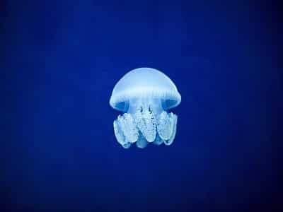 Експозиція музею "Медуз" близько 30 акваріумів з медузами. Через короткий життєвий цикл медуз експозиція оновлюється мінімум тричі протягом року
