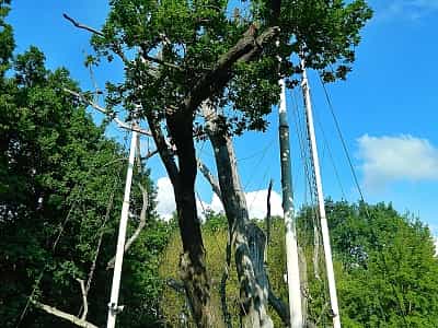 Запорозький дуб - унікальна ботанічна пам'ятка, що становить історичну та культурну цінність.