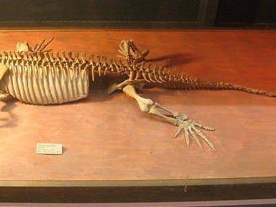 в Палеонтологічному музеї Національного науково-природничого комплексу в Києві є діорами, кісткові рештки представників гіпаріонових фаун. Найбільш цікавими експонатами музею є скелети окремих особин неогенових та четвертинних ссавців