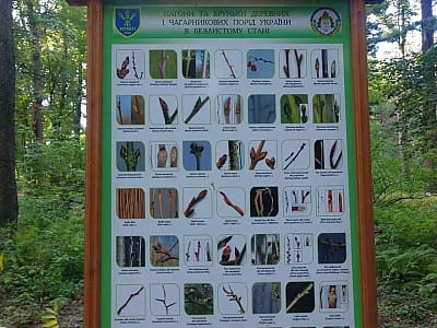 Флора і фауна ботанічного саду НУБіП
