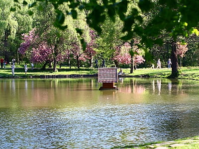 Парк Шенборна - зразок європейського паркового мистецтва в Закарпатській області